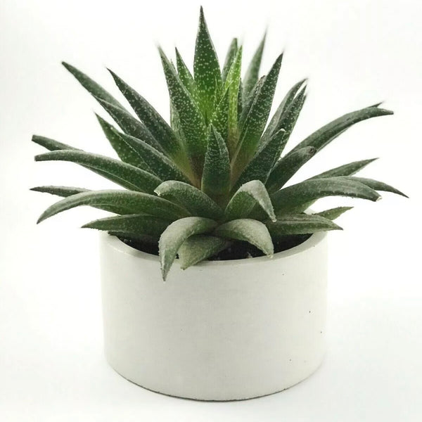 3pcs Plant Pots Planters Indoor Houseplant Succulents Garden Flower White