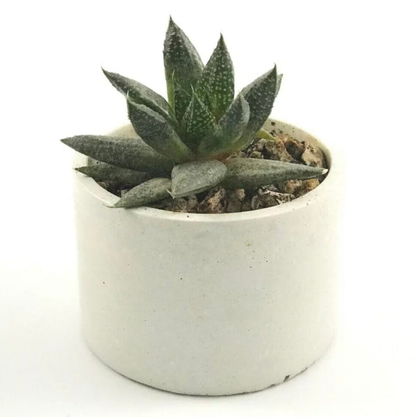 3pcs Plant Pots Planters Indoor Houseplant Succulents Garden Flower White
